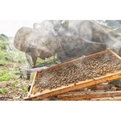 ふるさと納税 信濃町 季節の完熟生はちみつ |  | 03