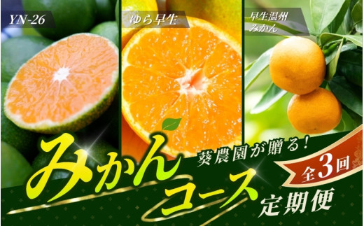 【先行予約】 【全3回定期便】紀州葵農園が贈る！ 秋のこだわりみかんコース 【秀品】 （ゆら早生・早生温州・YN-26 各5kgずつ） サイズ混合 ※2025年9月より3回お届け / みかん 定期便 柑橘 ゆら早生 温州みかん フルーツ 早生みかん ミカン 和歌山 果物 田辺市 くだもの【aoi022-tk】