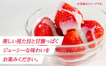 《3月より発送開始》 【3回定期便】 大粒いちご L～2L ゆうべに 2kg（8pc）【熊本ベリー】[ZER026]