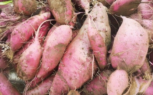訳あり さつまいも 紅はるか 10kg 訳アリ 訳有 サツマイモ 薩摩芋 さつま芋 デザート べにはるか スイーツ 甘芋 スイートポテト sweet potato 蜜 蜜芋 芋 イモ 旬 秋野菜 秋の