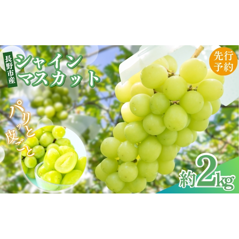 2026年産先行予約ぶどう 先行予約 長野市産 シャインマスカット 約2kg 葡萄 ブドウ フルーツ 果物 シャイン マスカット デザート おやつ 信州 オンライン決済限定 