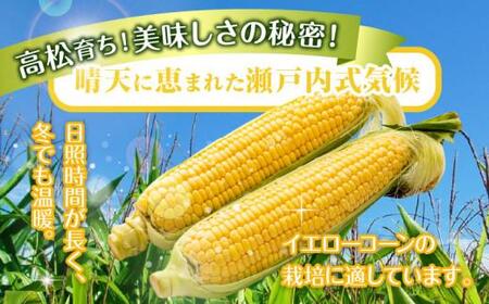 ＼寄附額改定／瀬戸内イエローコーン 約3kg【2026-6月上旬～2026-7月中旬配送】