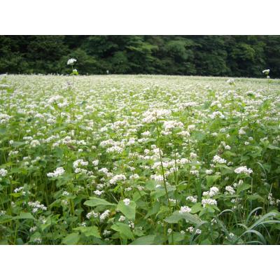 ふるさと納税 東松島市 そば焼酎 堤の花雫 720ml 2本セット お酒 蕎麦 焼酎 プレミアム H |  | 02