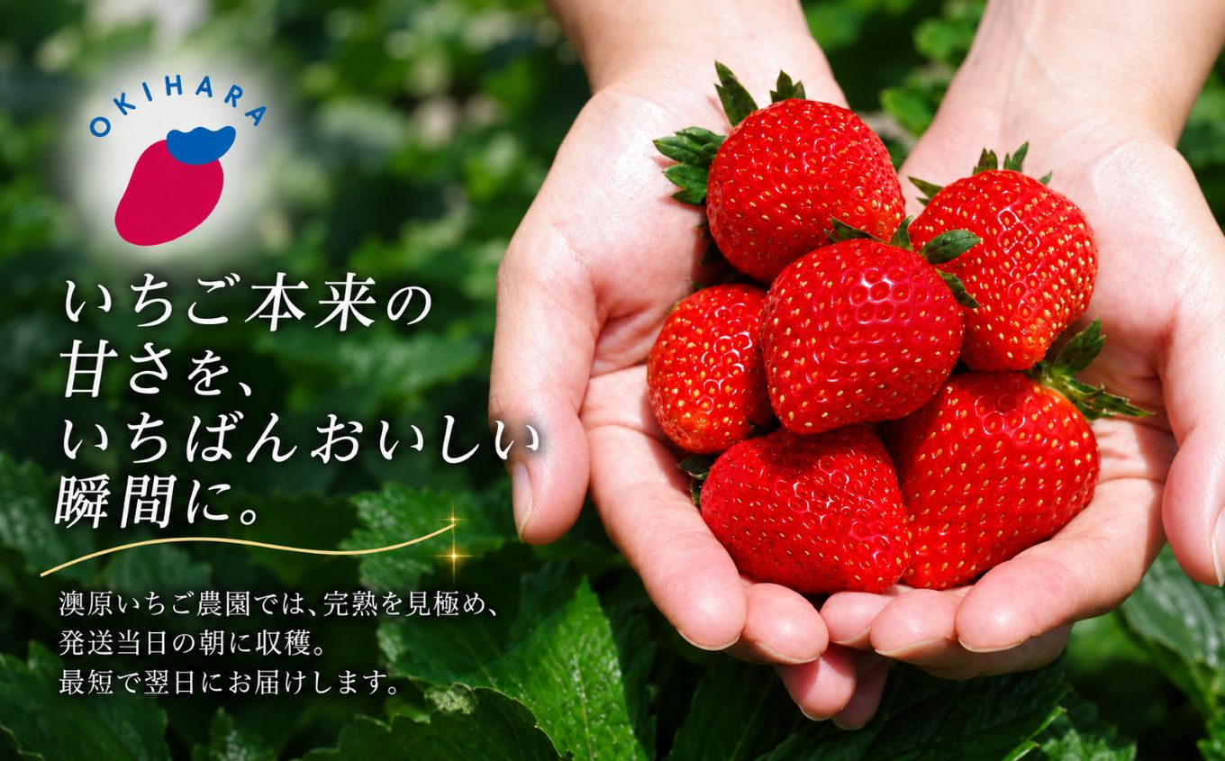 【定期便3回】栃木のいちご！元祖 「とちおとめ」 1,120g (280g×4P)| 澳原いちご農園 栃木県 矢板市 【定期便3回】とちおとめ4P｜30000円