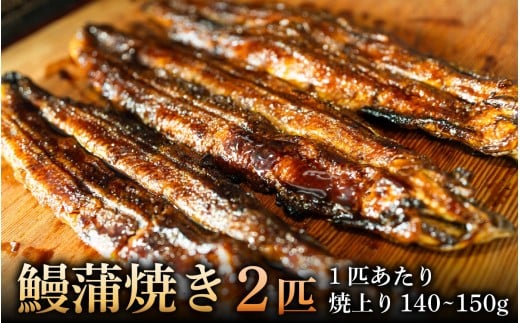 鰻蒲焼き　2匹　焼上り140～150g/匹 [RS002] / 鰻 うなぎ 国産鰻 国産うなぎ 鰻蒲焼 うなぎ蒲焼き