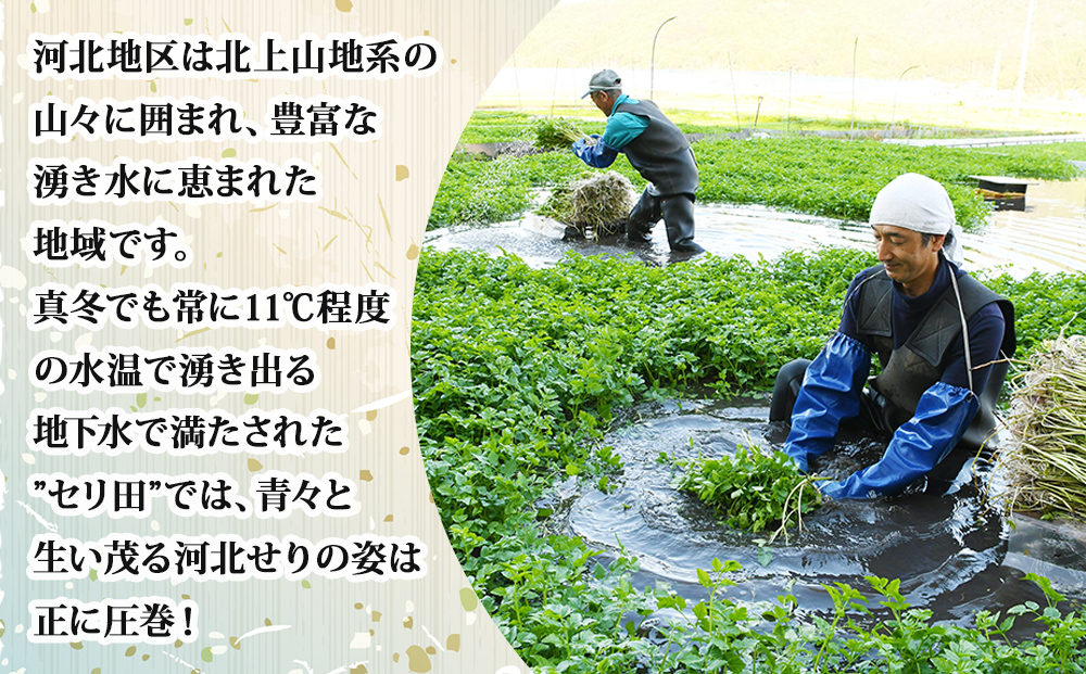 【1月21日発送】せり鍋 セット 1-2人前 せり 長ねぎ パックご飯 スープ 鶏肉 セリ セリ鍋 河北せり 野菜 鍋