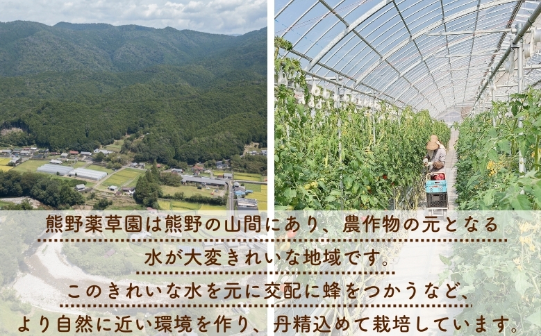 【先行受付 2024年12月以降配送】 熊野薬草園の大玉トマト（1.2㎏） トマト 大玉トマト 熊野 予約受付