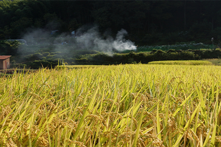 【年末発送】しめ縄〈輪飾り〉と鏡餅〈添加物不使用〉、葉付きみかんと敷紙のお正月セットC【1211277】