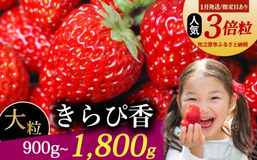 【1月発送/指定日対応】 きらぴ香 大粒 1800g 18粒~36粒 いちご 冷蔵発送 きらぴか 苺 イチゴ 2箱 ゆりかーご 土耕栽培 フルーツ 果物 スイーツ デザート 朝摘み ストロベリー おやつ 完熟 直送 ギフト 家庭用 贈答用 贈答 ギフト 贈り物 甘い ブランド ジャム アレンジ 農家直送 ベリー 産地直送 国産 おすすめ 森木農園 静岡県 牧之原市 ~土耕栽培だから濃くて甘い!~