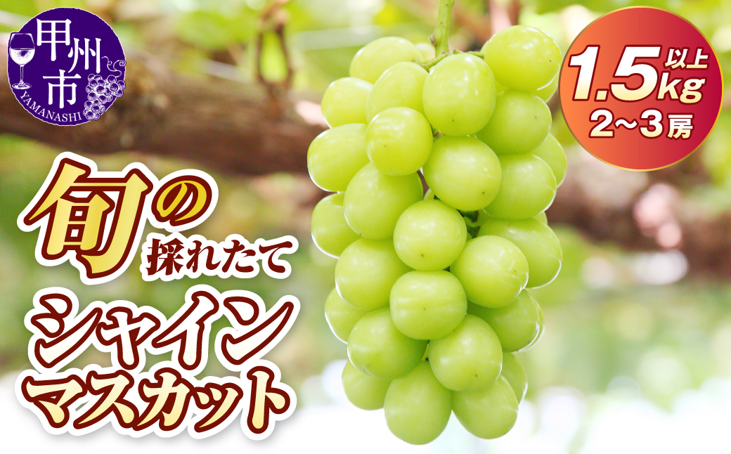旬の採れたて大粒シャインマスカット1.5kg以上（2～3房）【2027年発送】（HO）B13-150