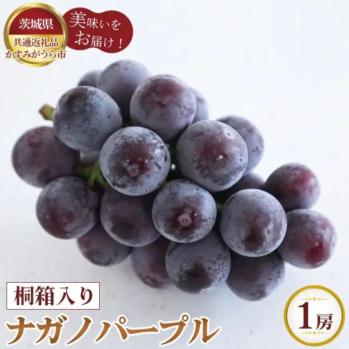 【先行予約】桐箱入りナガノパープル　1房【茨城県共通返礼品 かすみがうら市】 No.303