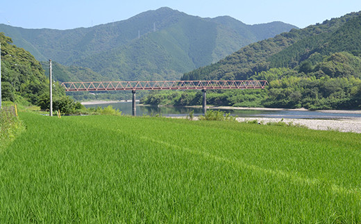 令和7年産 6回 定期便 四万十産 四万十米 コシヒカリ 10kg （5kg×2袋）×6回（計60kg）こしひかり 60kg 令和7年 2025年 精米 白米 米 おこめ こめ コメ ご飯 ごはん ふ