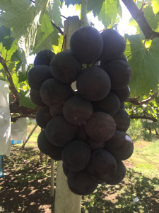 白州のジュースとジャムセット [h334]