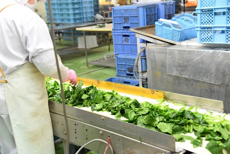 ＜全3回連続定期便【訳あり】小分け冷凍野菜3種詰め合わせ 合計4.2kg（ささがきごぼう・千切りごぼう・ほうれん草）＞【MI407-bk-A】【ベーカリー梅茂登】