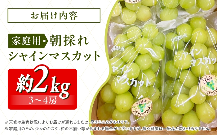 朝どれ 新鮮 家庭用 シャインマスカット 1kg 1キロ 2房 ぶどう マスカット 果物 くだもの フルーツ