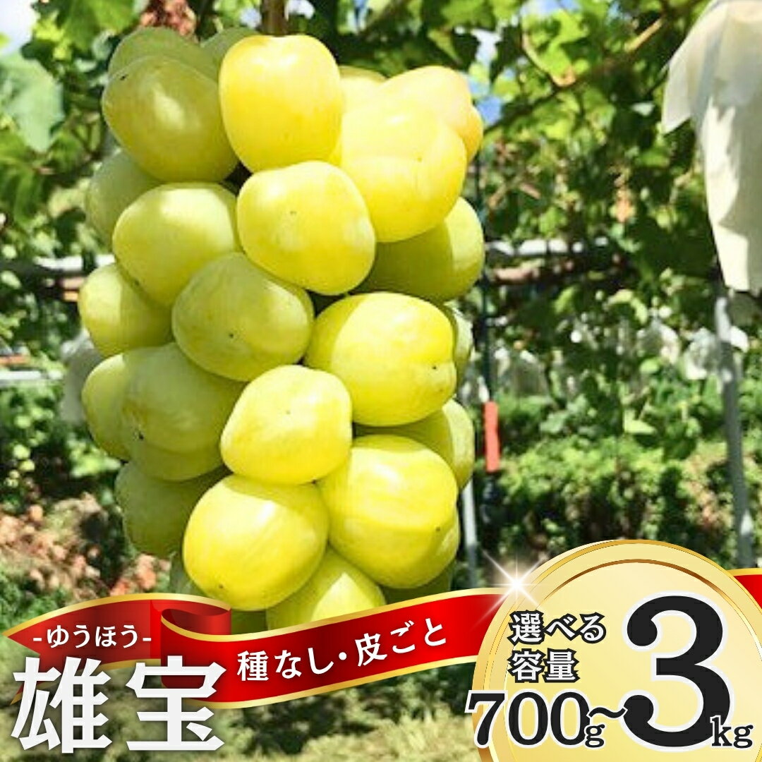 【ふるさと納税】【2025年先行予約】ぶどう 雄宝(ゆうほう)700g以上(1房)/約1.5kg(2房)/約2kg(3房)/約3kg(4房)|葡萄 グレープ 果物 フルーツ ゆうほう 産地直送 種無し 皮ごと食べれる シャインマスカットと天山から誕生 信州 長野 千曲市 送料無料