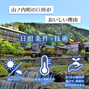 【2026年発送】志賀高原の麓で育った 種なし 巨峰 3～5房 約2kg ぶどう フルーツ 果物 デザート 長野県 長野