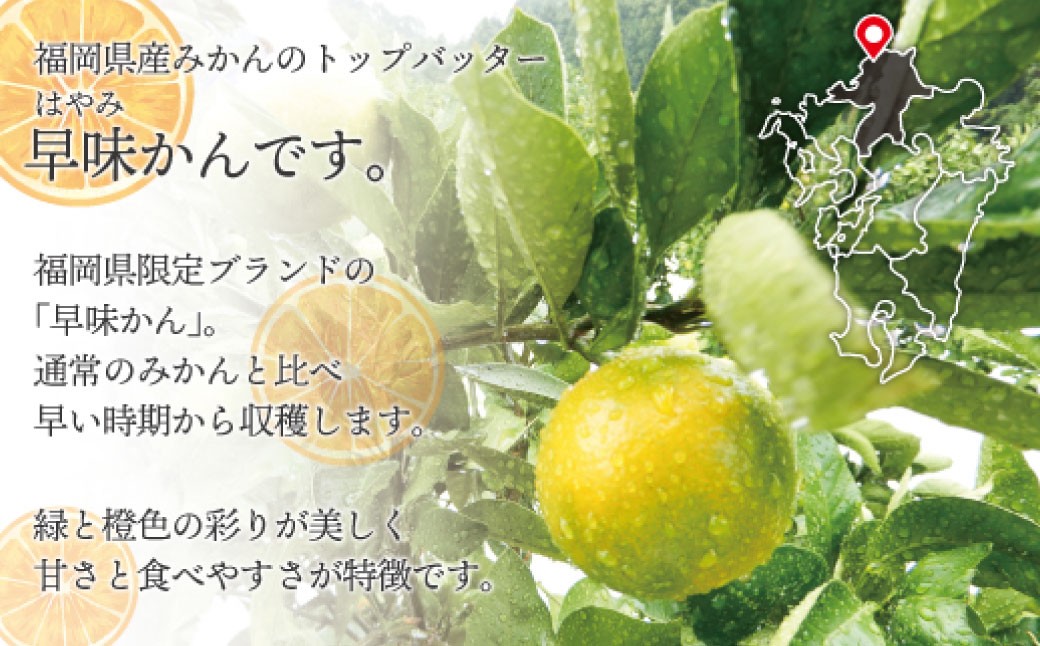 福岡県ブランドみかん「早味かん」3kg
