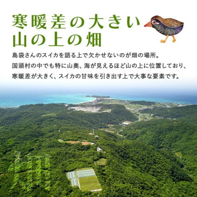 【2026年2月～3月頃の発送】島袋さんの冬スイカ 1玉(3.5～4.5kg)【配送不可地域：離島】