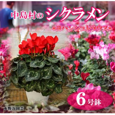 ふるさと納税 中島村 【先行予約】シクラメン6号鉢(ヨハンシュトラウス)　水野谷園芸