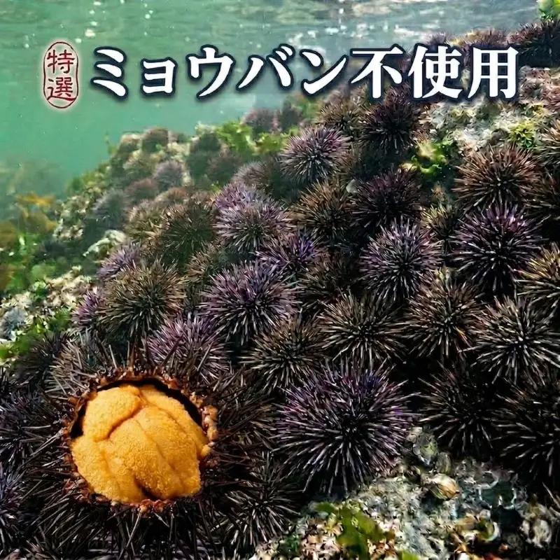 【期間限定】生うに 250g 大船渡産 ミョウバン不使用 冷蔵 三陸