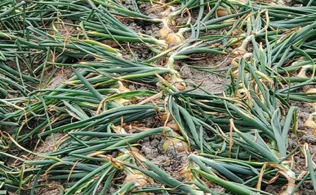 淡路島玉葱　10kg　◆配送８月上旬～翌年２月中旬