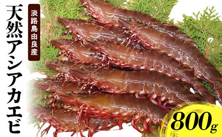 天然 アシアカエビ 淡路島 由良産 氷〆 800g 10月～5月配送 えび 足赤エビ 天然えび 魚介 冷蔵配送 兵庫県 洲本市