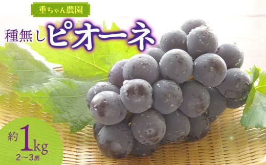【令和7年産先行予約】 種なしピオーネ　約1kg（2～3房） 山形県鶴岡市産　重ちゃん農園
