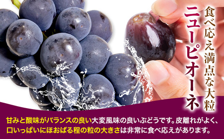 ニューピオーネ 4房 2kg ウィズフラワーホールディングス《9月上旬-10月中旬頃出荷》岡山県 浅口市 ぶどう ピオーネ フルーツ 旬 果物 国産 岡山県産 送料無料 冷蔵【配送不可地域あり】