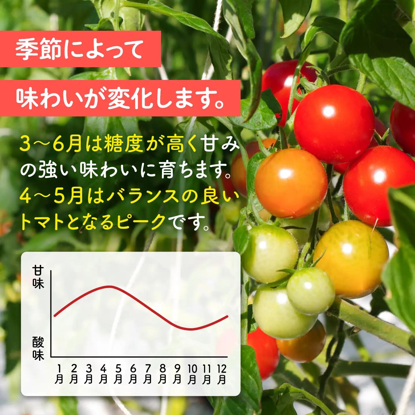 【先行予約】【全3回定期便】 フルティカ 2kg (1kg×2箱)  糸島市 / かわぞえ農園 【2026年11月以降順次発送】[AAM012]