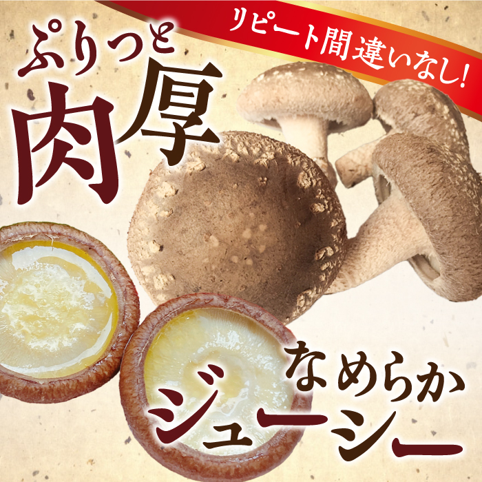 肉厚 生椎茸 【優品】15枚セット / 生しいたけ 生シイタケ きのこ キノコ 茸 / 南島原市 / サンエスファーム [SBX003]_イメージ2