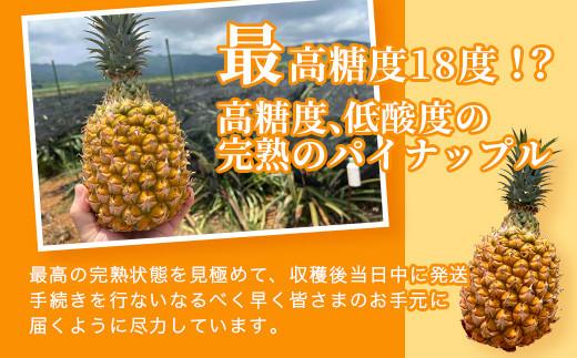 ＜期間限定 春フェア＞《2026年4月～6月発送》お試し用 石垣島産 完熟 スナックパイン 2玉 約1.4kg | パイン パイナップル ボゴール 沖縄 石垣島 石垣 八重山 期間限定 数量限定 産地