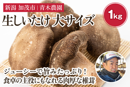 生しいたけ 大サイズ 約1kg（20～28個）《 10月中旬から順次発送》 品評会で金賞受賞！ きのこ しいたけ 椎茸 食べ応えあるビッグサイズ 肉厚で旨味たっぷり！ 加茂市 青木農園