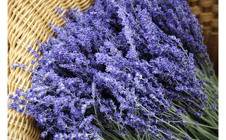 No.048 国産よもぎ使用＊よもじお＊お風呂用パック（ラベンダー）