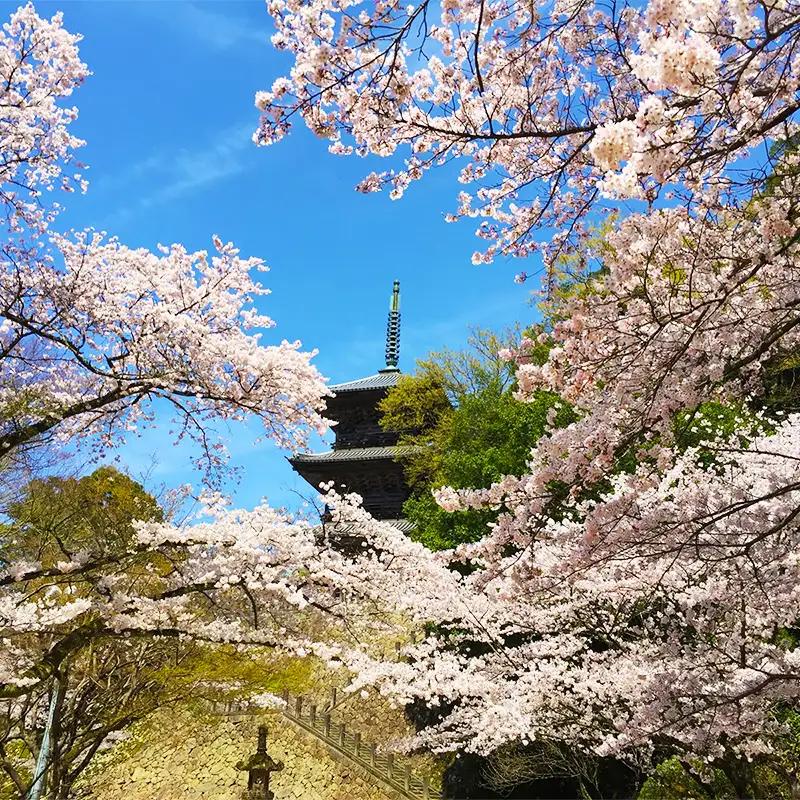 安来市純金記念メダル 1枚 【記念品 金 純金 24K 24金 ゴールド メダル ギフト 贈り物 ご自宅用 島根県 安来市】【価格改定XB】【400-MY-01】