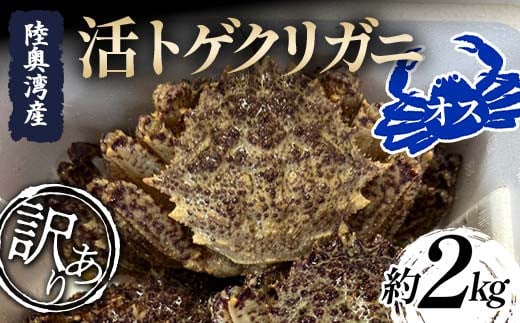 ≪訳あり≫ 陸奥湾産 活トゲクリガニ (オス) 約2kg (8～12杯) 【飛佳丸】 漁師直送 かに カニ 蟹 魚介 青森 青森県 東北 むつ湾 F21J-258