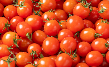 朝採れ ミニトマト4㎏！甘さと酸味の絶妙なバランス！鹿児島県産 トマト 新鮮 サラダ お弁当 ソース マリネ 【A-1934H】