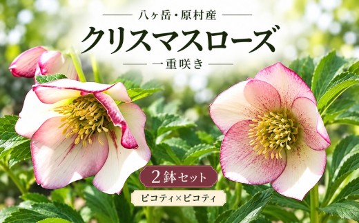 八ヶ岳・原村産　クリスマスローズ（一重咲き）2鉢セット 【ピコティ×ピコティ】 | クリスマスローズ 花苗 鉢植え 鉢花 信州 八ヶ岳 長野県 諏訪郡 原村