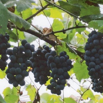ふるさと納税 三次市 マスカット・ベーリーA　ヴィンヤード(赤ワイン)　3種飲み比べセット |  | 02