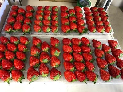 【数量限定】完熟朝摘みいちご 2種お届け★2025年12月下旬～発送★