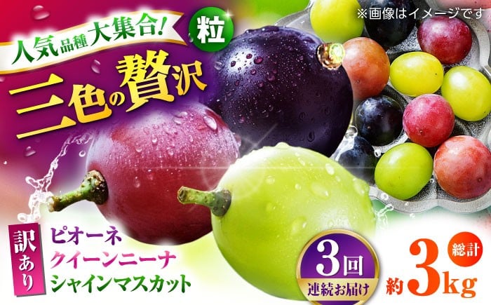 
            【先行予約】　【3回定期便】 訳あり 毎月違うぶどうをお届け！ ぶどう3種 食べ比べ 切り落とし 約1kg  【合同会社 社方園】 [ZBZ049]
          