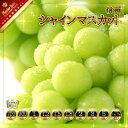 シャインマスカット 約1.2kg《信州グルメ市場》■2021年発送■※9月中旬頃より順次発送予定