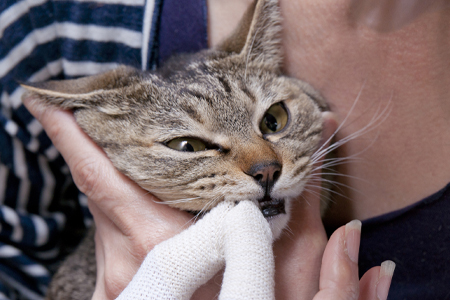 【猫口ケア】歯みがきセット