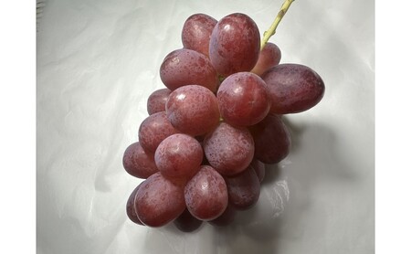 ぶどう クイーンルージュ(R) 信州上田産 金剛寺ぶどう 約4kg 8?10房 ぶどう 葡萄 ブドウ クイーンルージュ 4kg 果物 くだもの フルーツ デザート 旬の果物 旬のフルーツ 長野県 長野