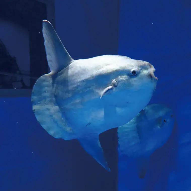 アクアワールド 茨城県 大洗 水族館 年間パスポート 大人2名 大洗 チケット _AQ009