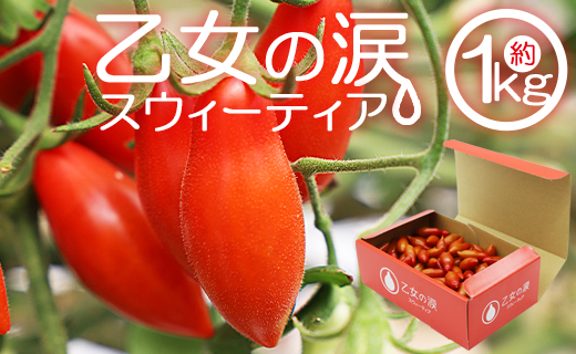 ミニトマト 高糖度 1kg フルーツトマト 先行受付 乙女の涙 スウィーティア - 野菜 やさい プチトマト 贈答 ギフト のし対応 糖度高め おやつ 夜食 トマト好き is-0016