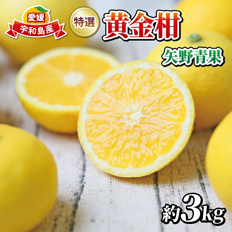 【ふるさと納税】 高級柑橘 黄金柑 3kg 矢野青果 幻のみかん 希少 おうごんかん 贈答品 贈答用 ギフト プレゼント 高級 果物 フルーツ 柑橘 みかん 蜜柑 愛媛ミカン 愛媛蜜柑 愛媛みかん 産地直送 数量限定 国産 愛媛 宇和島 B015-171037