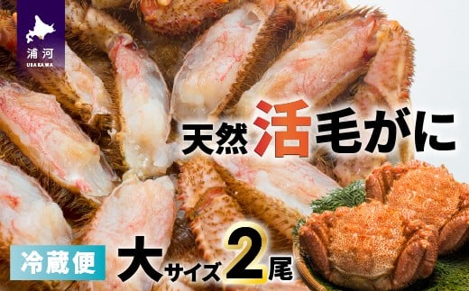 
                  【今が旬！】漁協の活毛がに 大サイズ２尾セット※日付指定対応不可※[02-507]
                