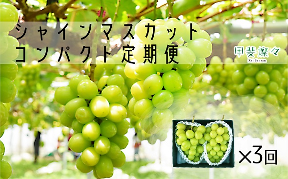 【☆先行予約☆2024年/令和6年発送分】シャインマスカット定期便　２房×３回　山梨県産　産地直送　フルーツ　果物　くだもの　ぶどう　ブドウ　葡萄　シャイン　シャインマスカット　新鮮人気　おすすめ　国