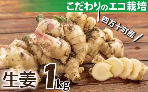 
            【予約受付】ミネラル豊富なエコ栽培の生姜1㎏　Fms-20 しょうが ジンジャー おかず 野菜 大容量
          